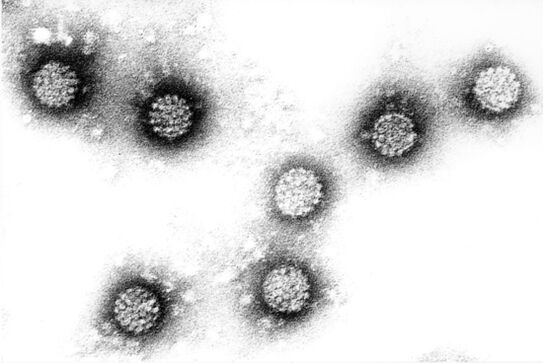 Virus do papiloma humano