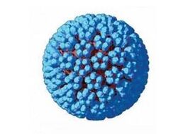 Vías de infección polo virus do papiloma humano